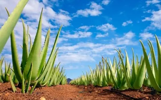 Aloe vera gel ingrediente naturale di GastroRef Stop